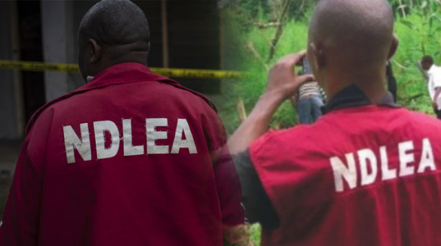 Operatives of the National Drug Law Enforcement Agency